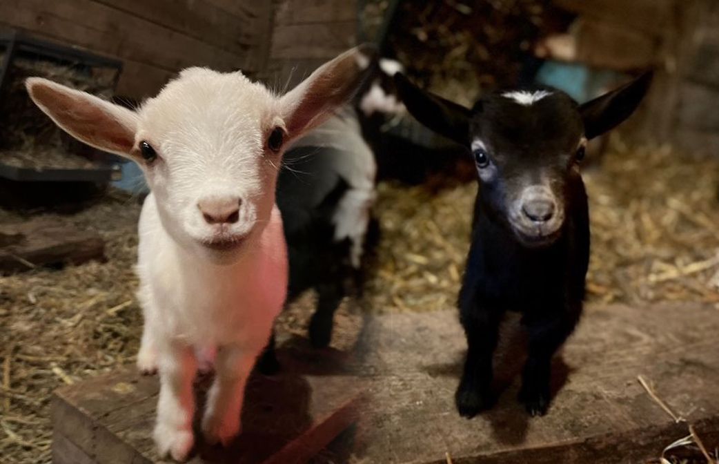 Baby Goats 1